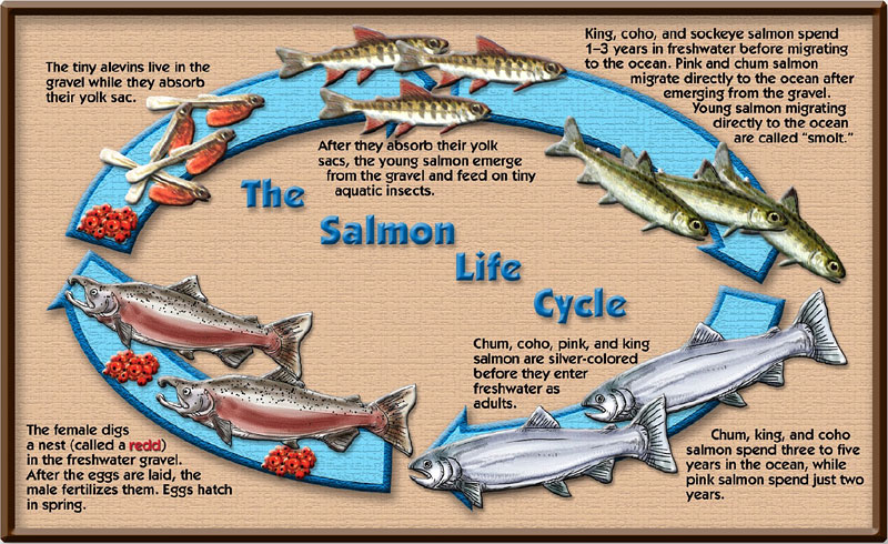 Life Cycle of Pacific Salmon