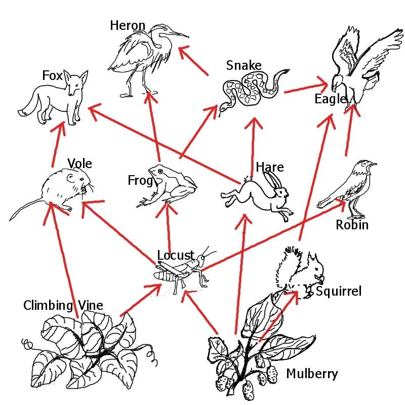 A food web containing 11 organisms and 17 energy relationships,
            described from bottom to top and left to right. 
            An arrow goes from climbing vine to vole.
            Another arrow goes from climbing vine to locust.
            Another goes from mulberry to locust.
            Another from mulberry to hare.
            Another from mulberry to squirrel.
            From locust to vole.
            From locust to frog.
            From locust to robin.
            From squirrel to eagle. 
            From vole to fox.
            From frog to heron.
            From frog to snake.
            From hare to fox.
            From hare to snake.
            From robin to eagle.
            From snake to heron.
            From snake to eagle.