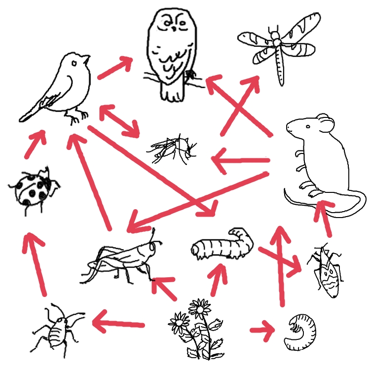 A forest food web with many crossing arrows. Which numbered arrow 
            is incorrect: Arrow 1 goes from flowers to grasshopper.
            Arrow 2 goes from grasshopper to bird. 
            Arrow 3 goes from bird to caterpillar.
            Arrow 4 goes from rat to mosquito.